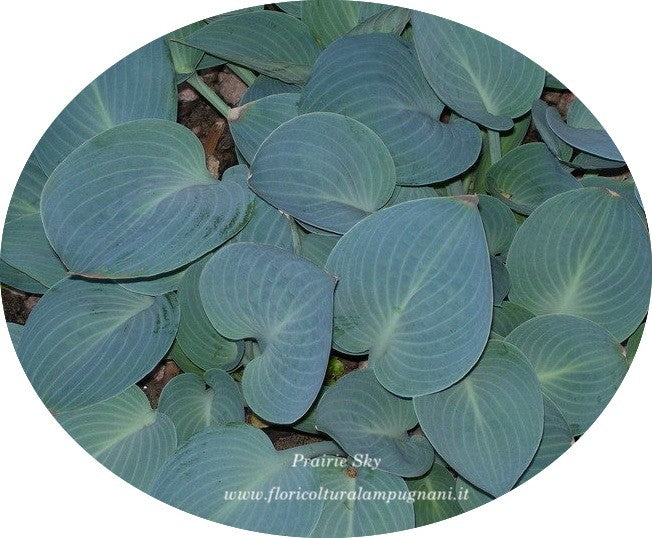 Hosta prairie Sky