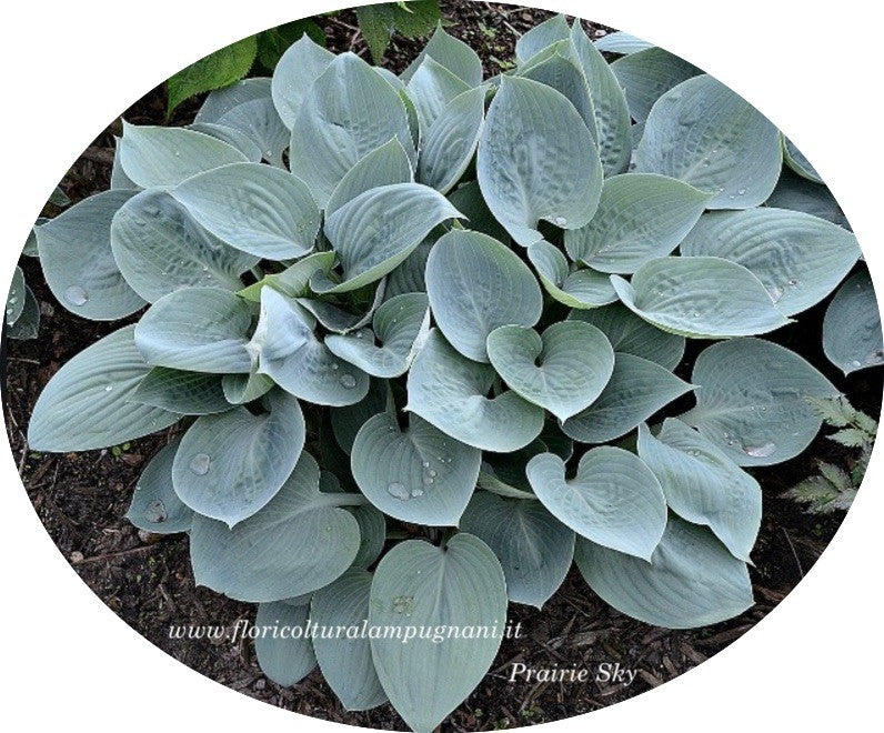 Hosta prairie Sky