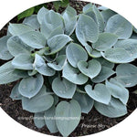 Hosta prairie Sky