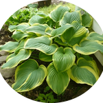 Hosta Fragrant Bouquet