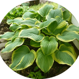 Hosta Fragrant Bouquet