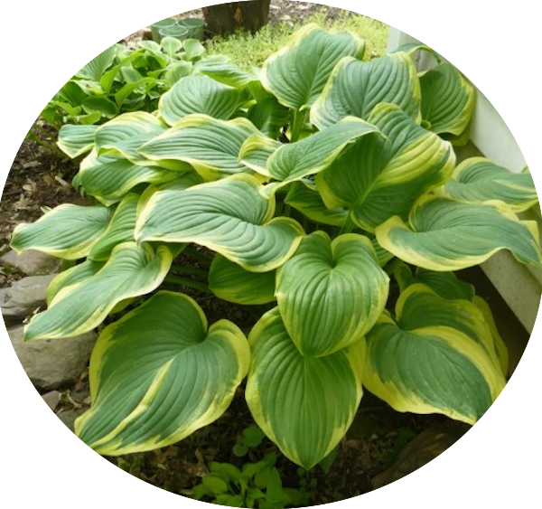 Hosta Fragrant Bouquet