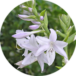 Hosta Fragrant Bouquet