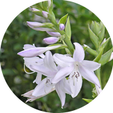 Hosta Fragrant Bouquet
