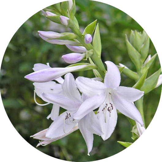 Hosta Fragrant Bouquet