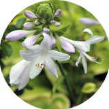 Hosta Fragrant Bouquet
