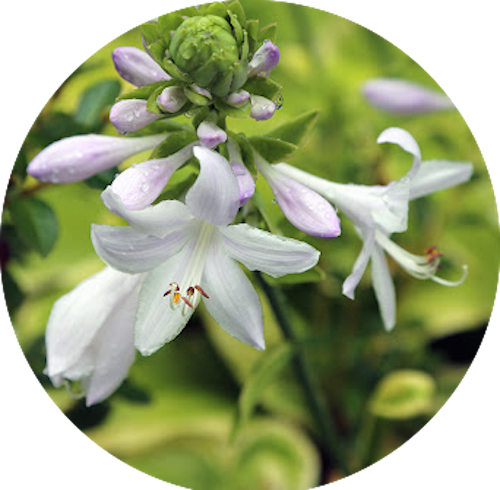 Hosta Fragrant Bouquet