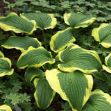 Hosta Yellow River
