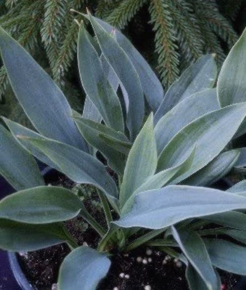 Hosta Hadspen Heron