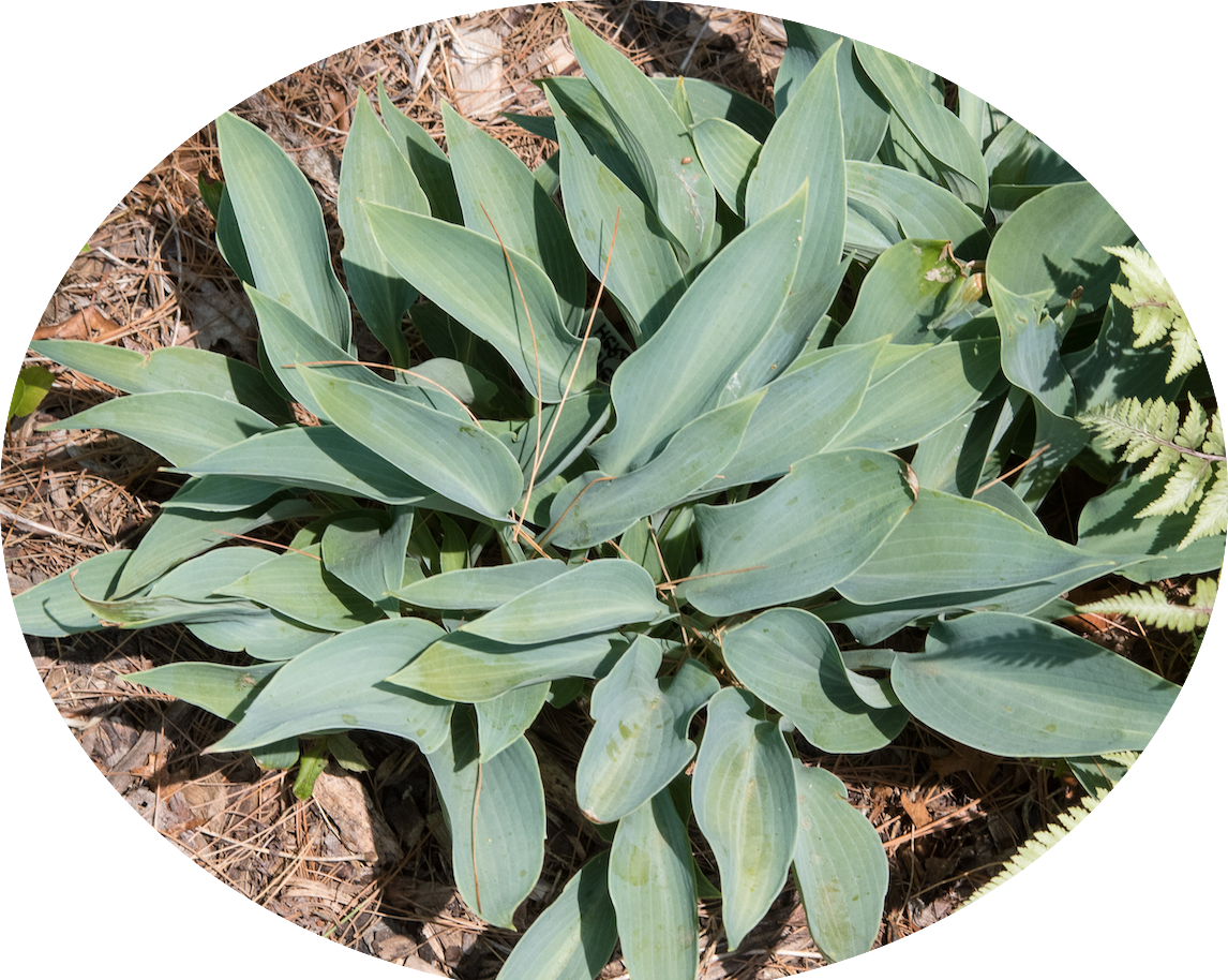 Hosta Hadspen Heron