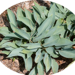 Hosta Hadspen Heron