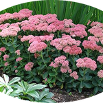 Sedum spectabile 'Rosenteller' 9 cm pot