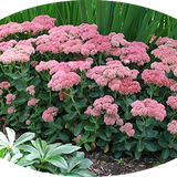 Sedum spectabile 'Rosenteller' 9 cm pot