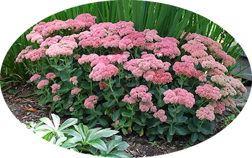 Sedum spectabile 'Rosenteller' 9 cm pot