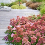 Sedum spectabile 'Rosenteller' 9 cm pot
