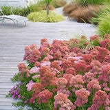 Sedum spectabile 'Rosenteller' 9 cm pot