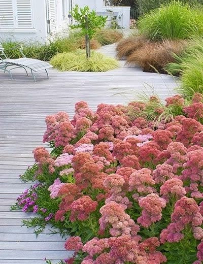 Sedum spectabile 'Rosenteller' 9 cm pot