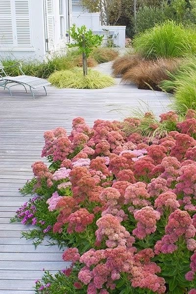 Sedum spectabile 'Rosenteller' 9 cm pot