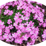 Saponaria Ocymoides Olivana