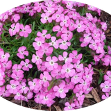 Saponaria Ocymoides Olivana