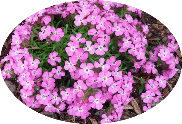 Saponaria Ocymoides Olivana