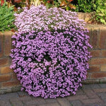 Saponaria Ocymoides Olivana