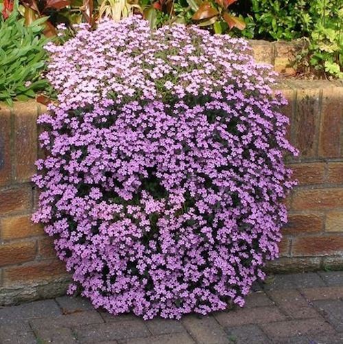 Saponaria Ocymoides Olivana