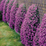 Saponaria Ocymoides Olivana