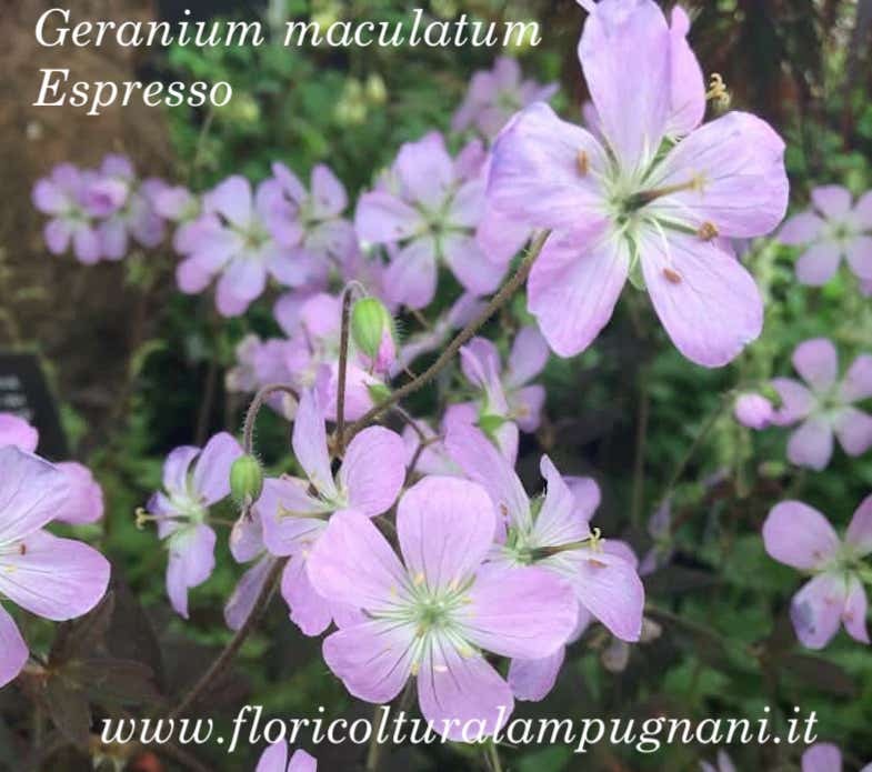 Geranium maculatum'Espresso'