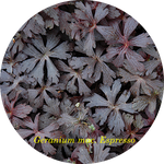 Geranium maculatum'Espresso'