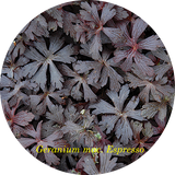 Geranium maculatum'Espresso'