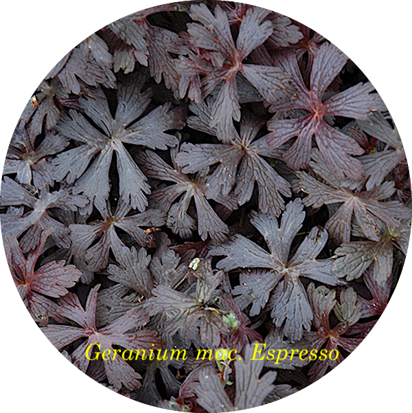 Geranium maculatum'Espresso'