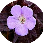 Geranium maculatum'Espresso'