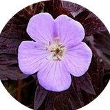 Geranium maculatum'Espresso'