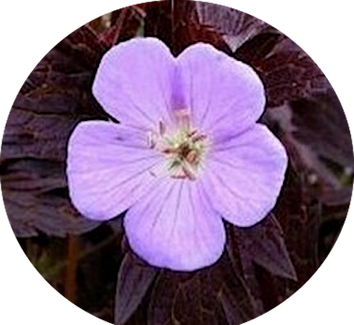 Geranium maculatum'Espresso'