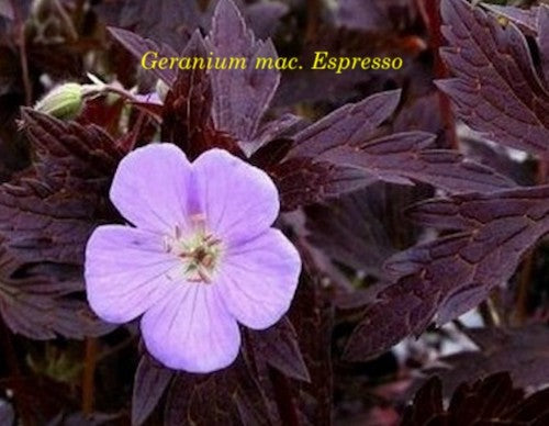 Geranium maculatum'Espresso'