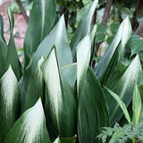 Aspidistra elatior Asahi in vaso 13x9x9