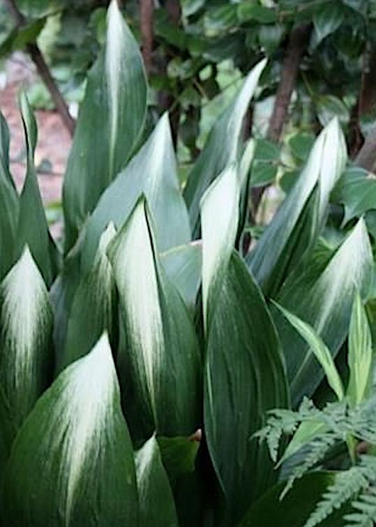 Aspidistra elatior Asahi in vaso 13x9x9