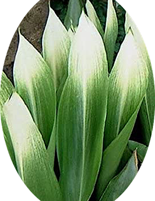 Aspidistra elatior Asahi in vaso 13x9x9