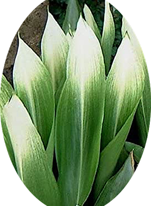 Aspidistra elatior Asahi in vaso 13x9x9