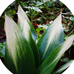 Aspidistra elatior Asahi in vaso 13x9x9