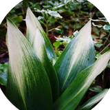 Aspidistra elatior Asahi in vaso 13x9x9