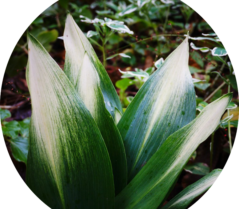 Aspidistra elatior Asahi in vaso 13x9x9