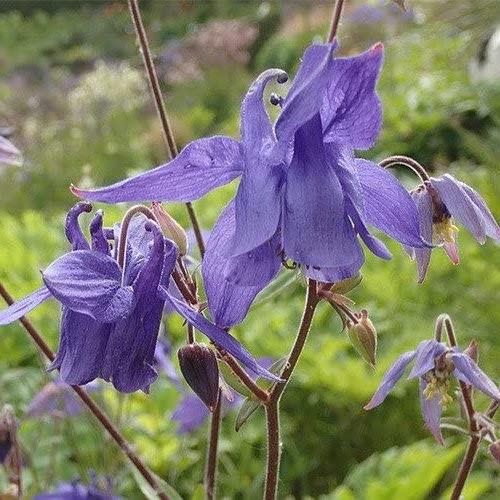 Aquilegia alpina Superba v.9