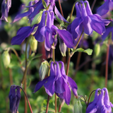Aquilegia alpina Superba v.9