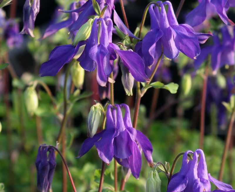 Aquilegia alpina Superba v.9