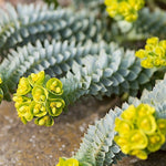 Euphorbia Myrsinites vaso 9