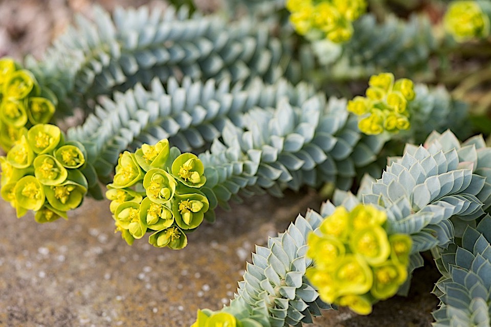Euphorbia Myrsinites vaso 9