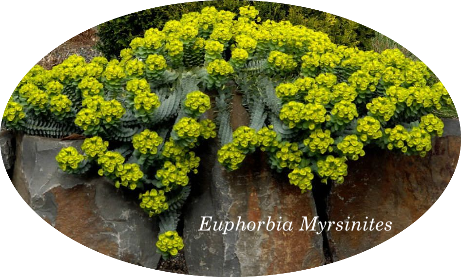 Euphorbia Myrsinites vaso 9
