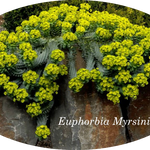 Euphorbia Myrsinites vaso 9